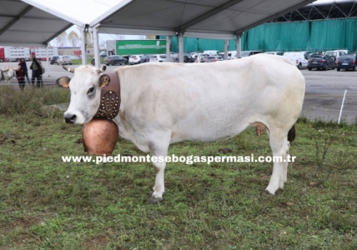 Piemontese Irkı