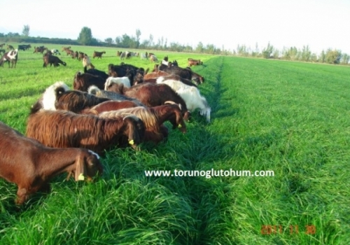 Ryegrass Tohumu Fiyatları