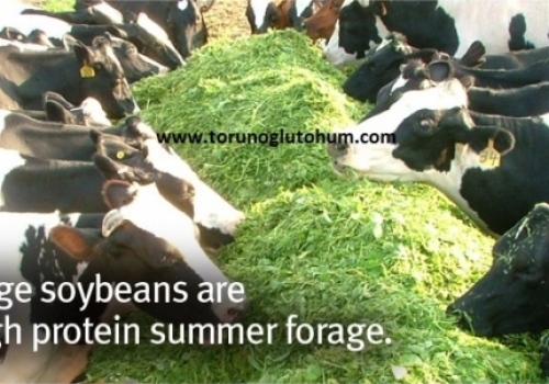 Silajlık Soyanın Önemi