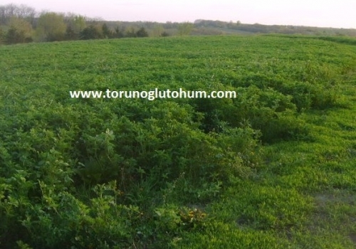 Novosadska Yonca Tohumu