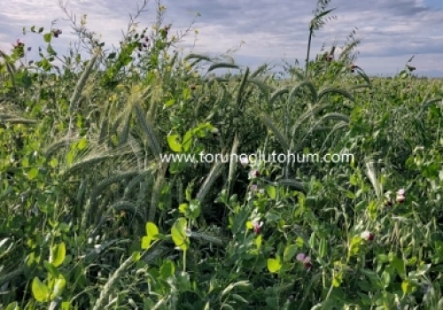 4 Lü Karışım Yem Bitkisi Tohumu