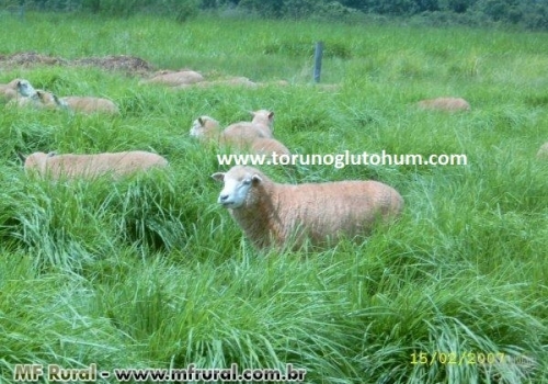Guinea Grass Yem Bitkisi