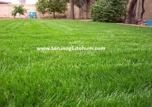 Sıcağa Dayanıklı Çim Türleri