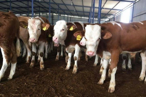 Besi Danasının Kilosu 20 Lira